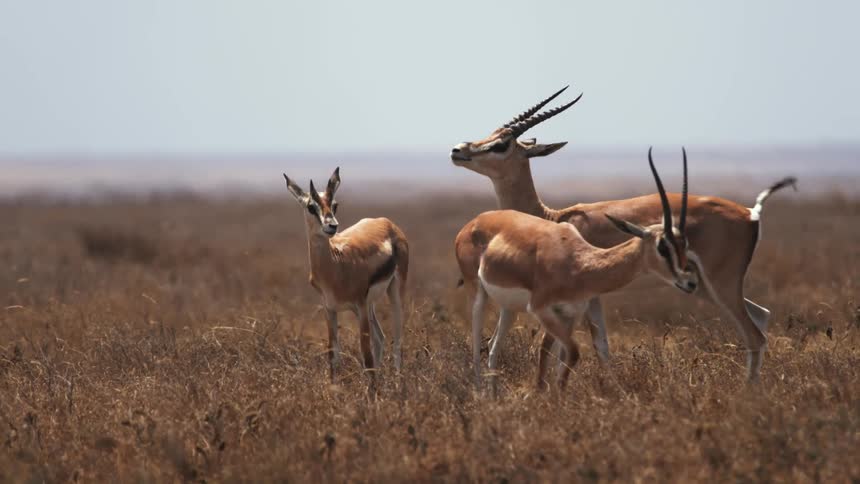 Antelope in a grassy field in the daytime