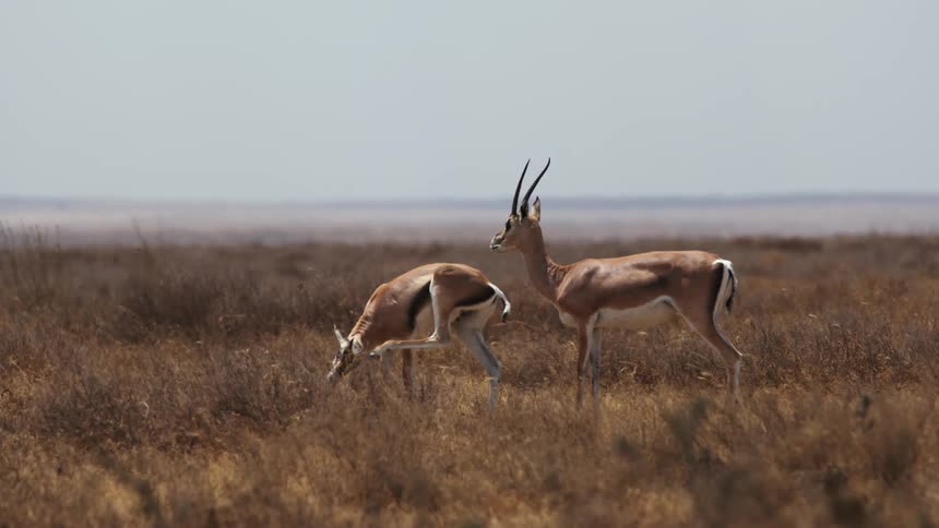 Two antelope standing in a grassy field in nature