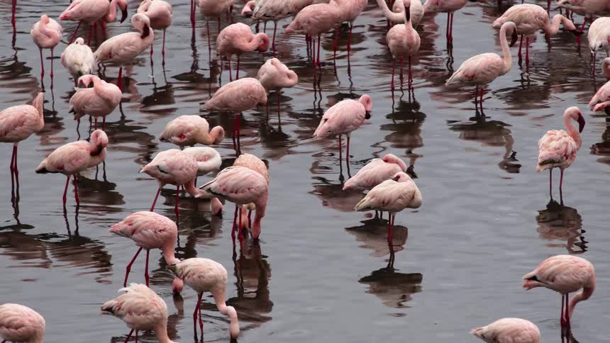 Flamingos stand in water