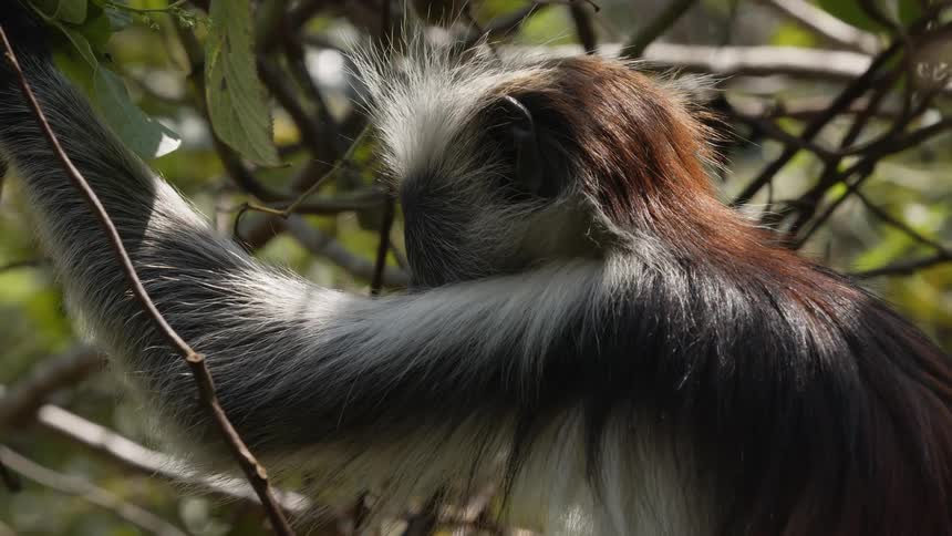The monkey chews on leaves while hanging in the tree