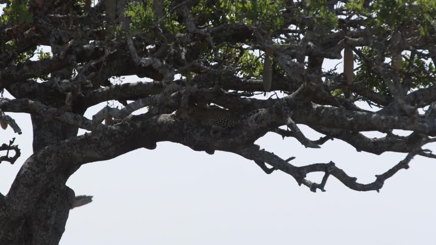 Large tree branches with green leaves