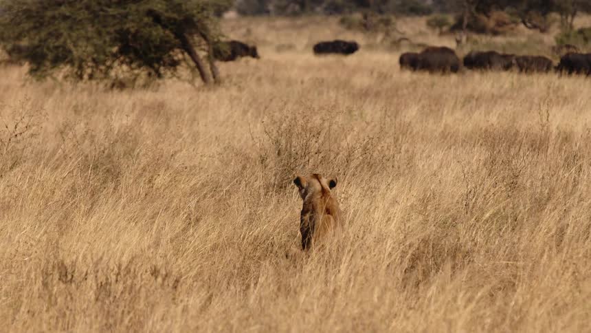 Female lion standing in a prairie watching a herd of cattle in the wild