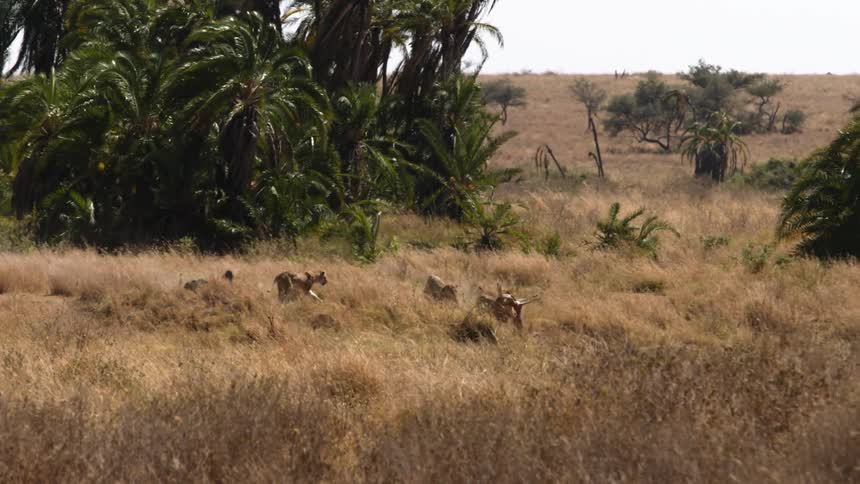 Lioness carries body of prey as she and other members of pride move along field