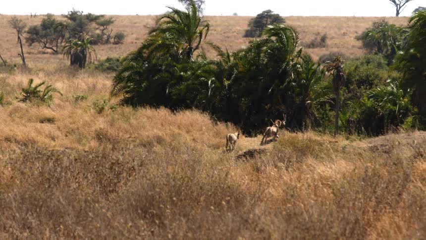 Two lions carry prey into the trees