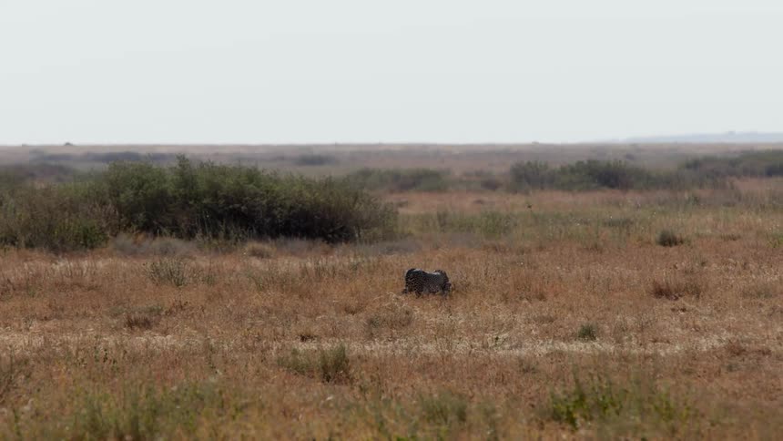 A jungle animal is grazing on the grass