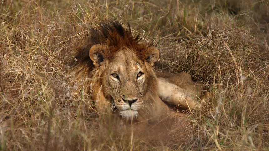 Male lion relaxing on grassland in the tundra