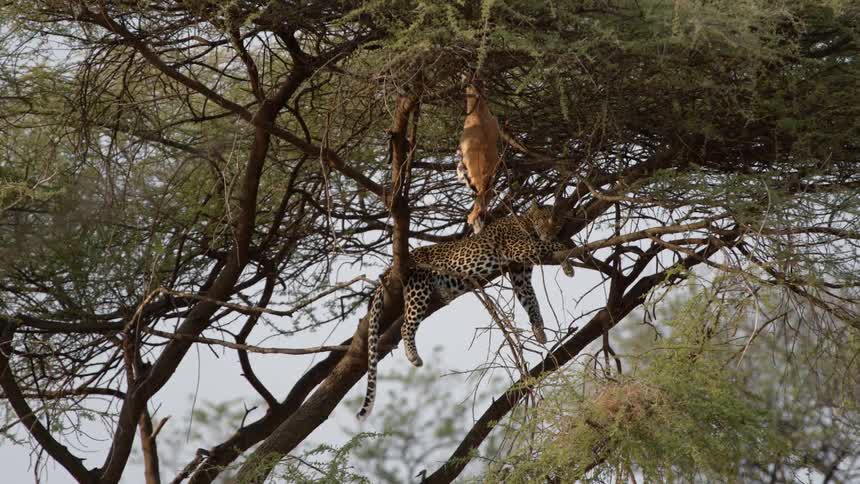 A cheetah laying in a tree