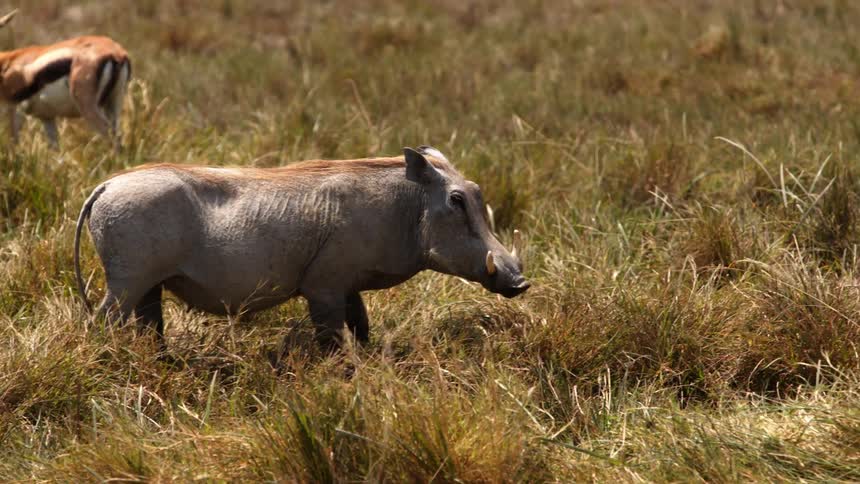 Warthogs and a gazelle in a field