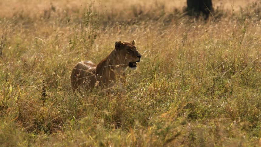 Lioness stands and looks around in grassland area