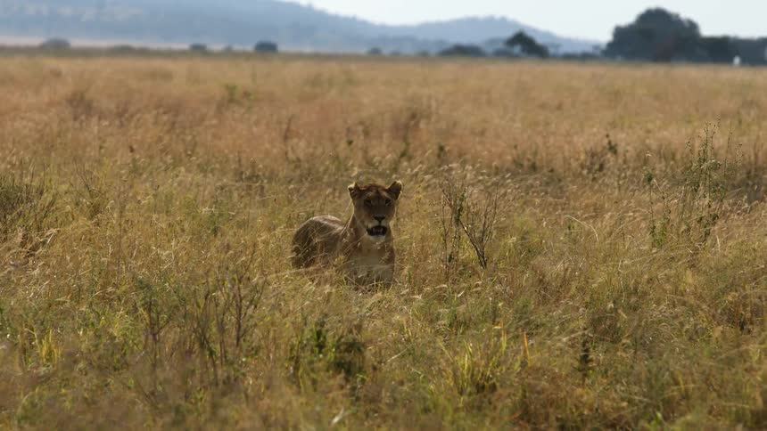 A lioness looks around at its surroundings while standing in a savanna during the day