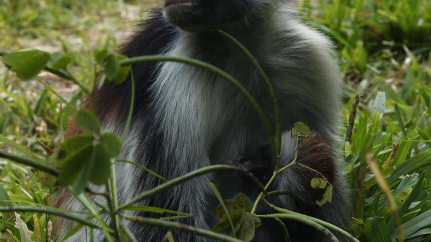 Two monkeys are sitting in the jungle during spring