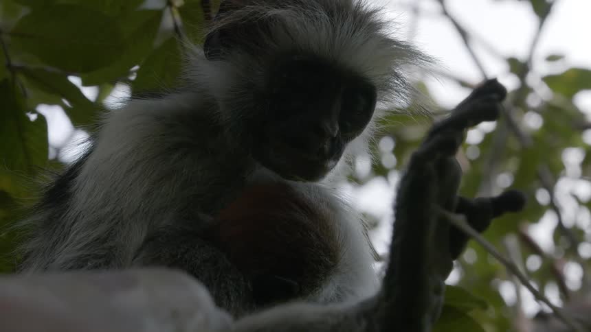 A monkey is sitting in a tree around day time in the wild