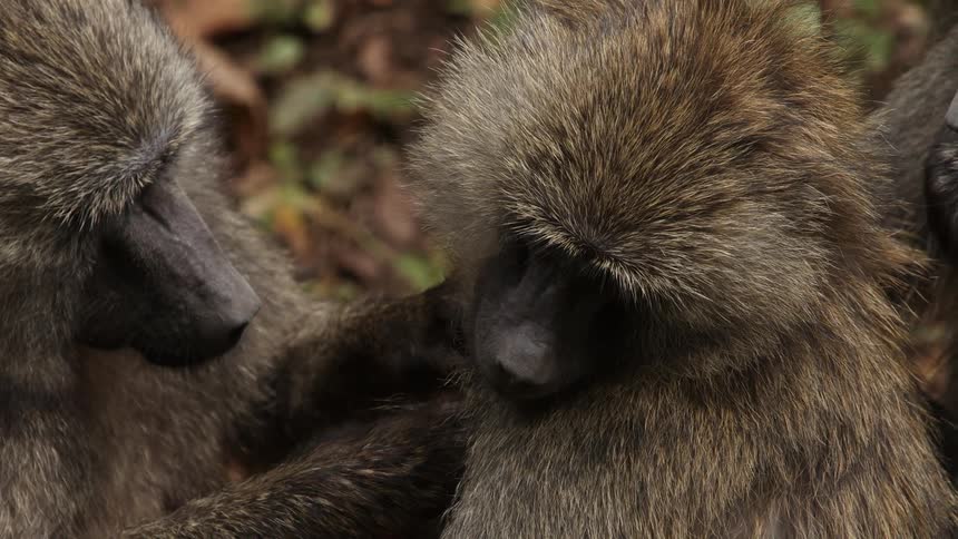 There are monkeys in the wild life and they are playing with each other