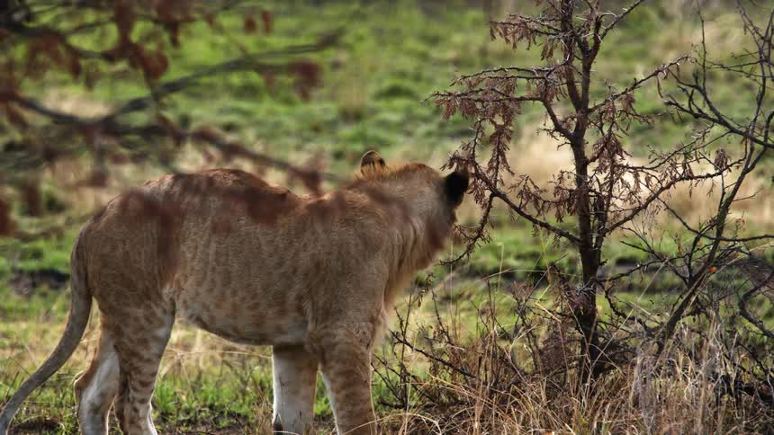 Female lion getting up and walking off slowly in the wild