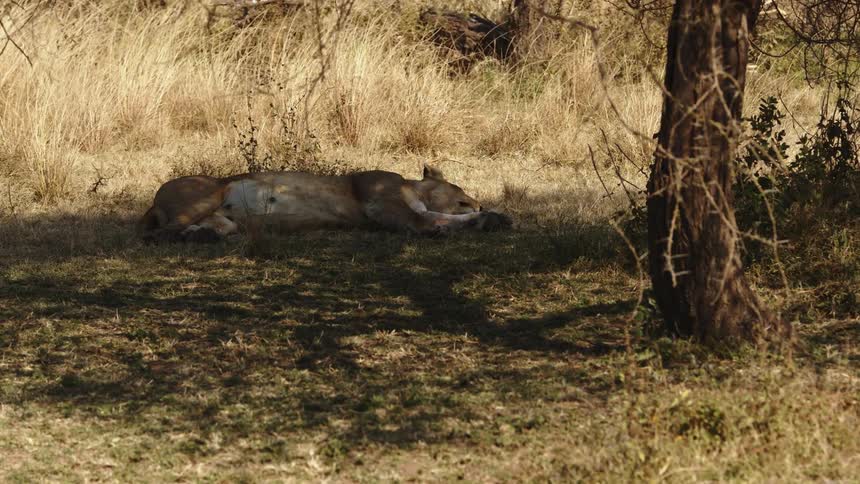 Female lion sleeping under a tree in a prairie in the wild