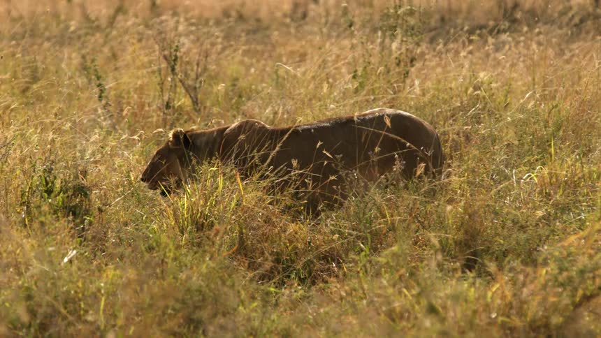 Lionesslooks around and walks in the field