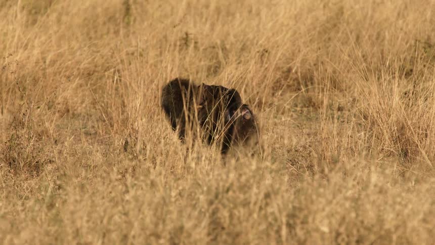 A monkey with an infant monkey on its back walks through a grassland during the day