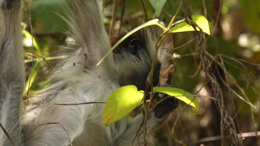 A monkey eats leaves while hanging from a tree in a forest during the day