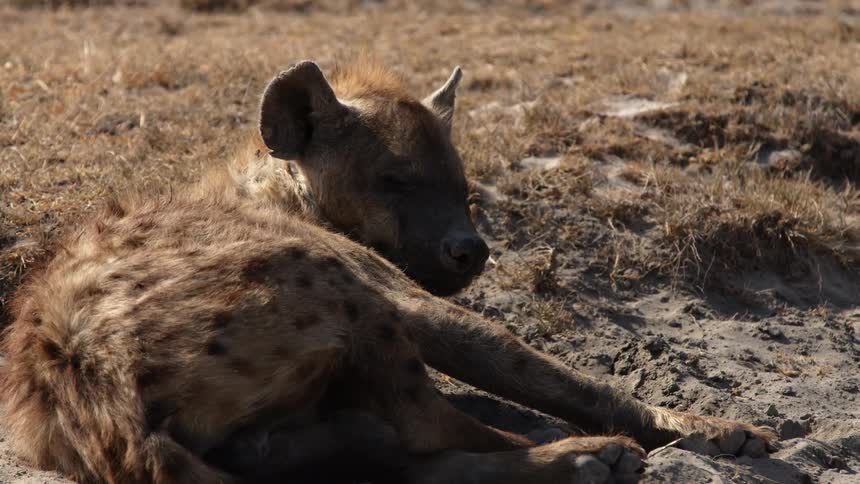 Lazy hyena laying on dirt outdoors in the wild