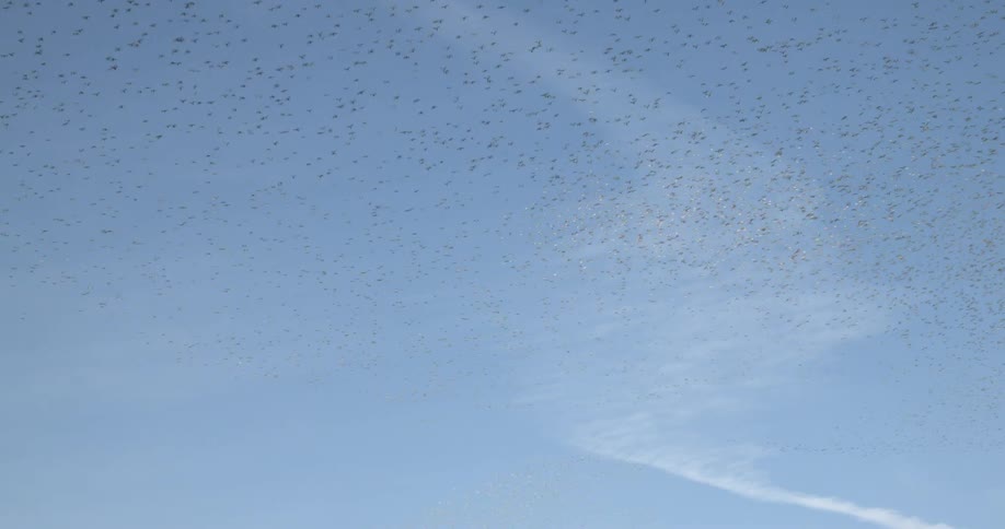 A flock of birds are flying across a cloudy sky