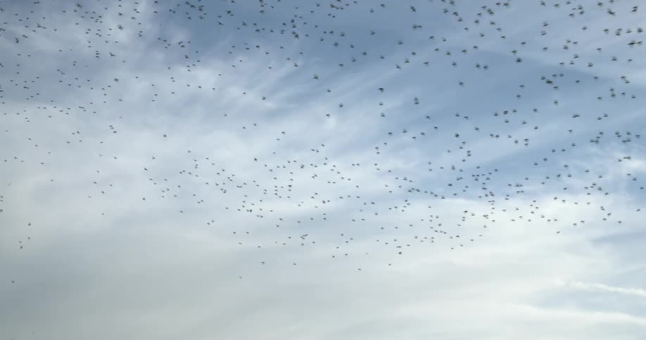 Flock of birds flying off together in the sky