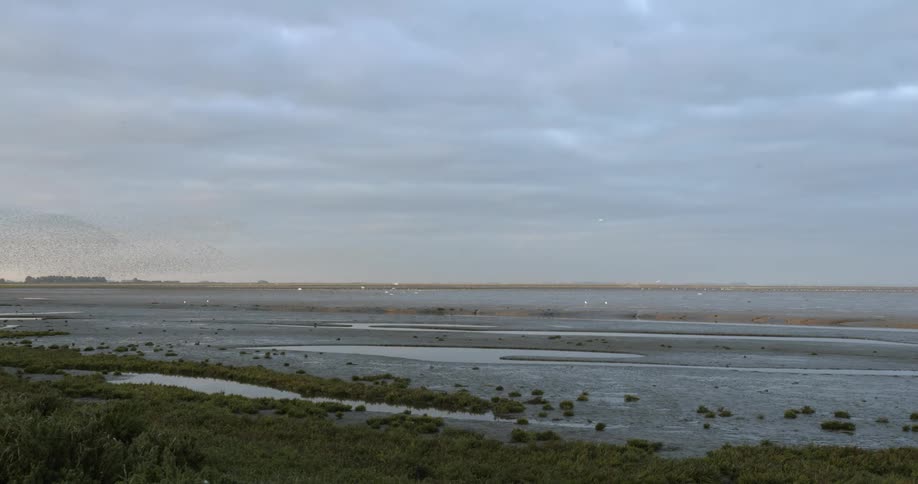 Large flock of birds in murmuration flying between heavy clouds and coastal area