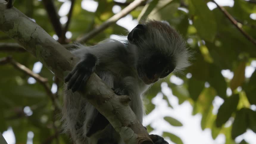 Slender monkey balances briefly on branch before jumping