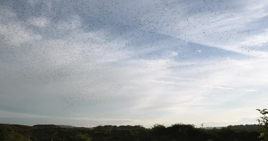 Large flock of birds flies through sky over field