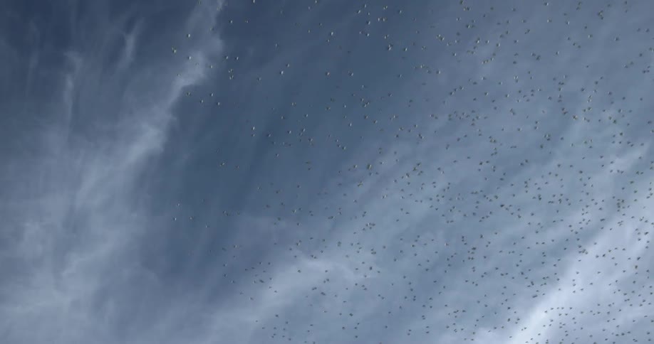 Large flock of birds flies back and forth under clouds