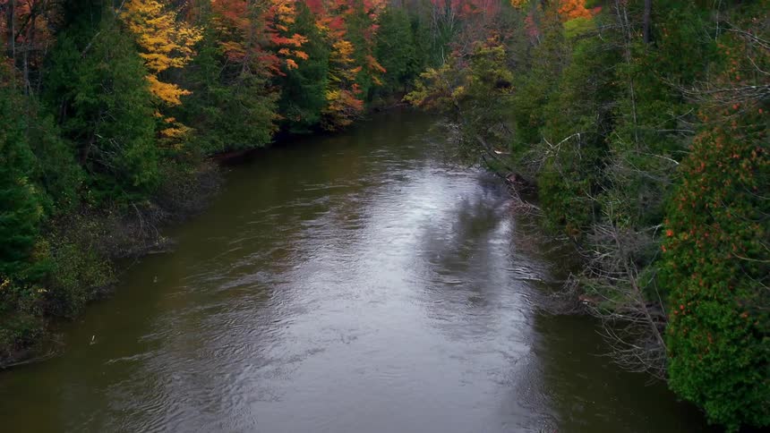 A river in a colorful forest