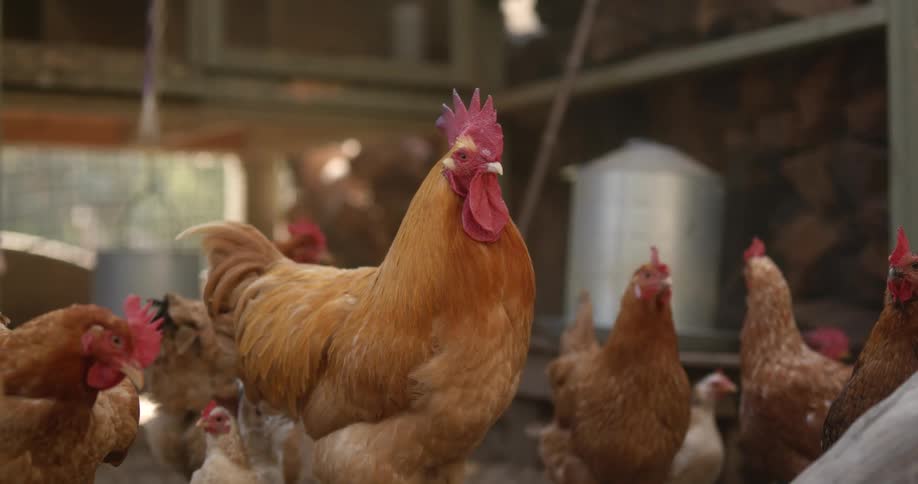 Roosters and chickens in a coop standing