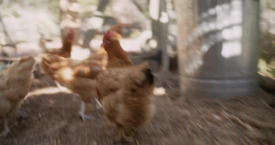 Chickens run and peck in the coop