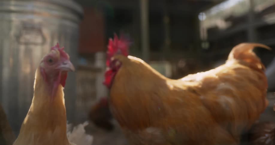 The roosters are in the cage