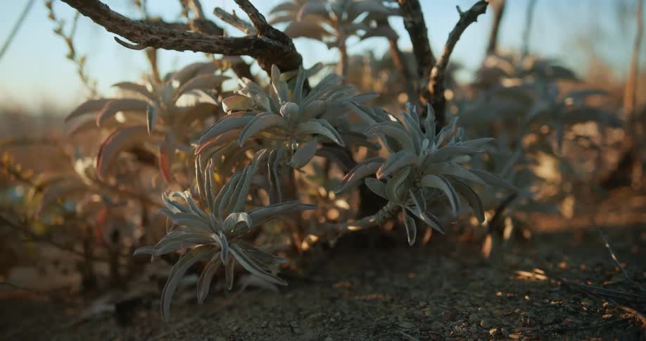 Plants growing on the ground
