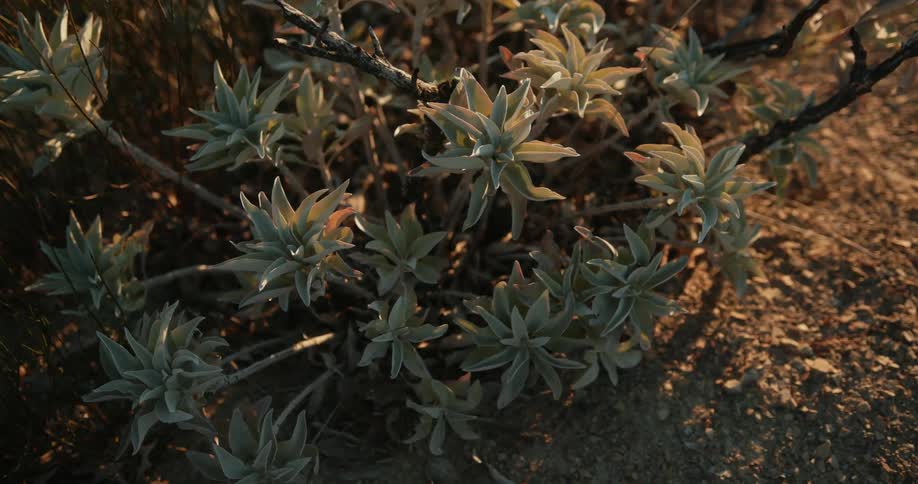 Close up of leaves on a plant growing in the soil