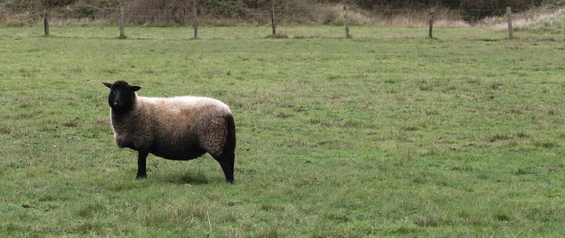 A sheep standing outside in a field