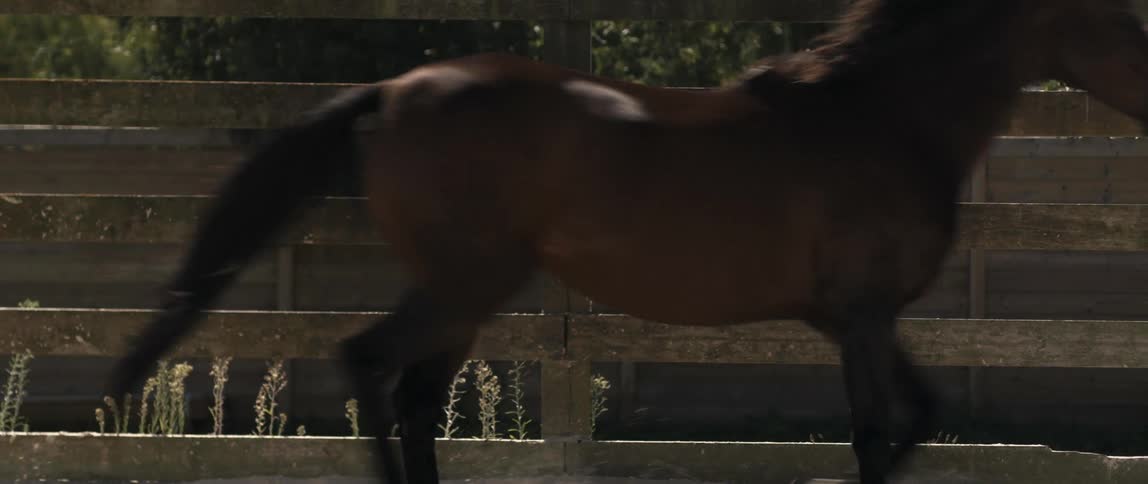 Dark horse trots next to fences in the field