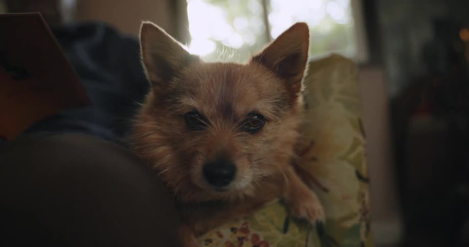 Dog lies on seat next to man reading