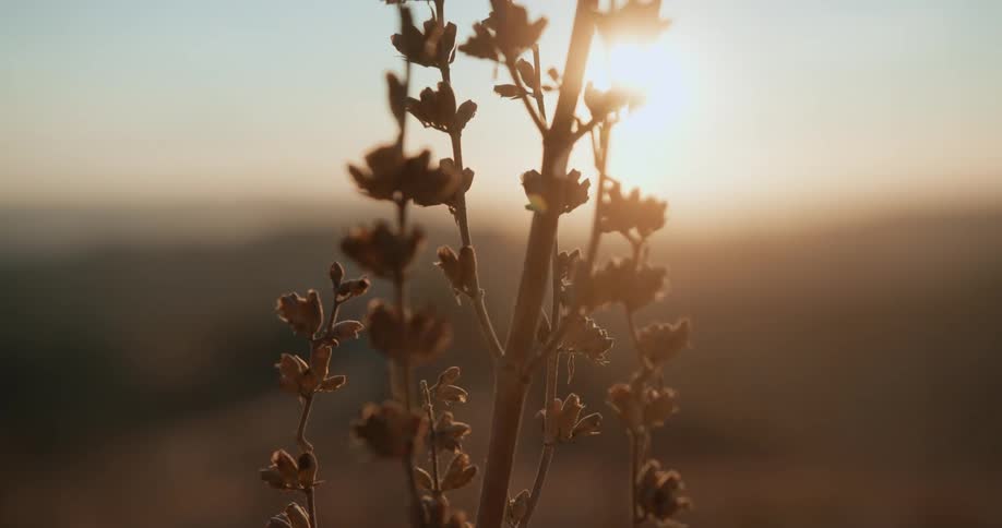 Sun glares from sky silhouetting plant with small flowers