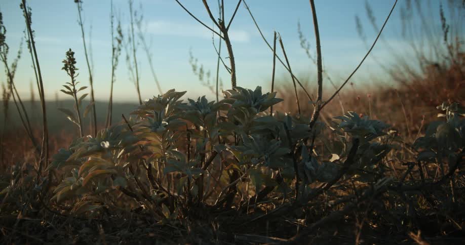 The view is of plants in a field of grass around the day time