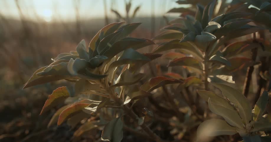 Wind blows through plants growing in a field