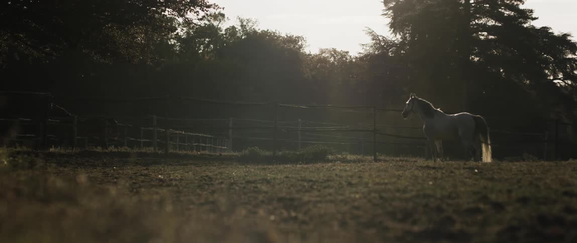 A view of a horse standing outdoors