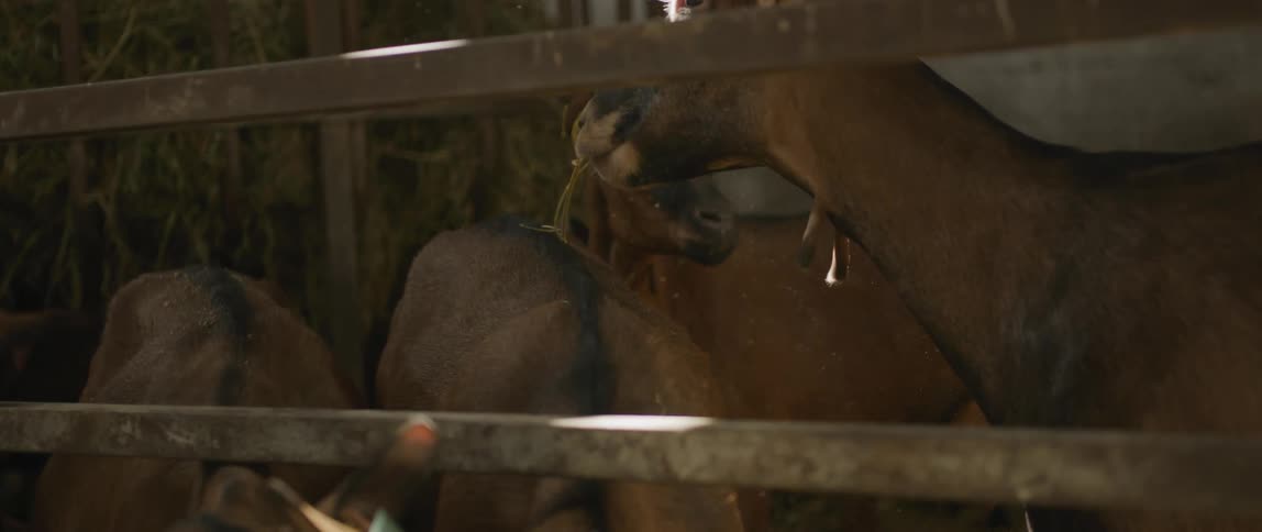 Goats chew hay in a barn during the day