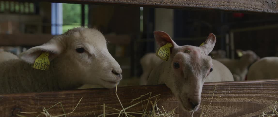 Sheep grazing on straw in a barn