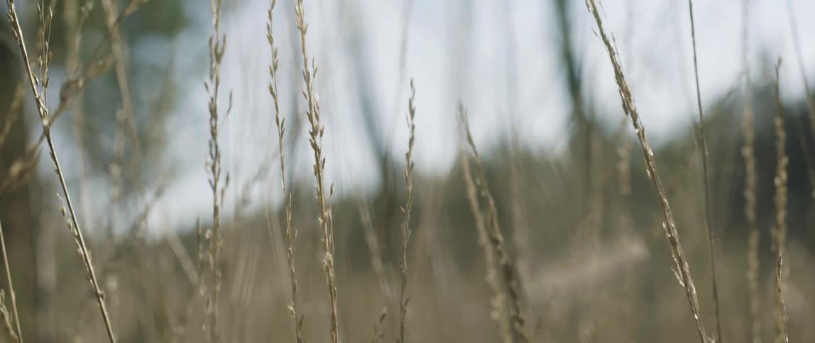 Seeds cling to tops of grass stalks in field