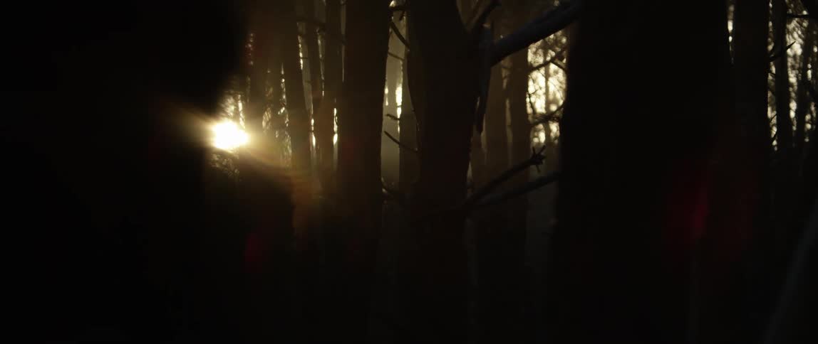 Silhouettes of trees in a forest as the setting sun shines brightly in the distance