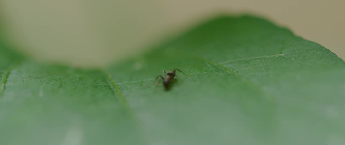 An ant crawling around on a green leaf