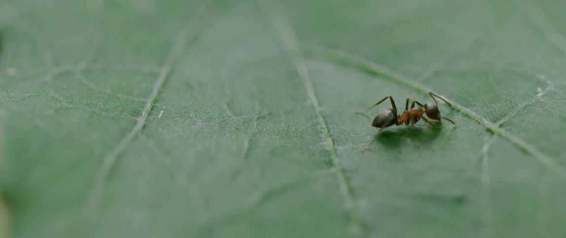 The ant is crawling on the leaf