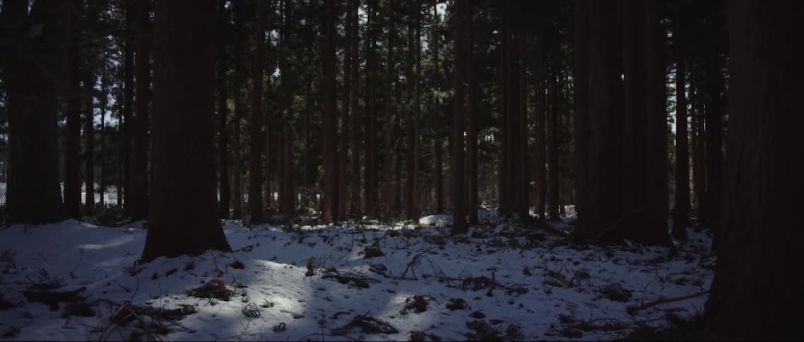 Trees in a snowy forest