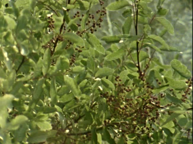 Berries cluster together on branches swaying in wind